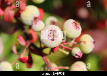 Selektive Fokus Schuss von nicht reifen Waldbeeren der Amerikaner Am Tag pokeweed Stockfoto