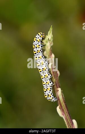 Motte (Shargacucullia verbasci Mullein) Larve Fütterung auf königskerze Pflanzen, Wales, Juni Stockfoto