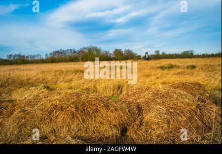 Wicken Fen wind Pumpe in der Ferne mit einem Feld von getrockneten Feuchtgebiet Gräser Teil des National Trust Nature Reserve, Stockfoto