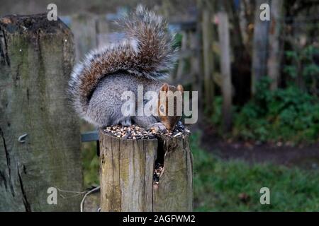 Ein Bild von einem Eichhörnchen essen Samen auf ein Tor post Stockfoto