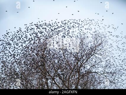 Common Starling, Sturnus vulgaris, murmuration starten als Hunderte von STAREN von einem Baum in Ripon fliegen Stockfoto