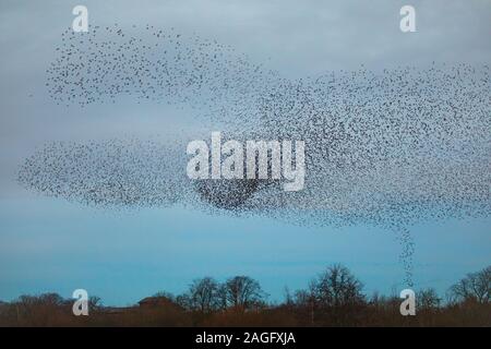 Common Starling, Sturnus vulgaris, murmuration, die wie ein Tornado der Vögel an ripon als in eine kommunale Roost zu helfen predation vermeiden Stockfoto