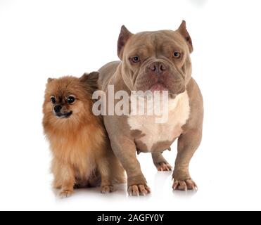 American bully und spitz vor weißem Hintergrund Stockfoto