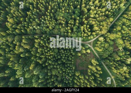 Luftbild von sich kreuzenden Straßen im Wald im Sommer Stockfoto