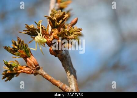 Thomisus onustus Soft gelb getarnt (crab Spider) auf dem Blühen Esche (Fraxinus), unscharfe soft Hintergrund Stockfoto