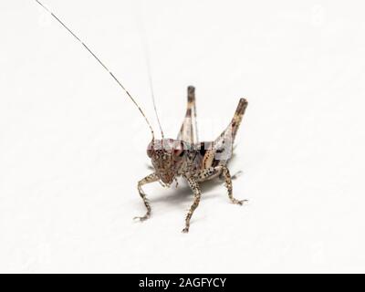 Makrofotografie von Cricket isoliert auf weißem Hintergrund Stockfoto