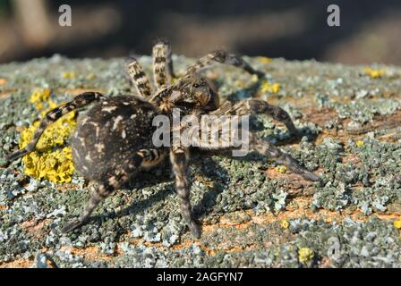 Lycosa (Lycosa singoriensis, Wolf Spinnen) auf baumrinde Hintergrund mit gelben Moss, Ansicht von oben Stockfoto