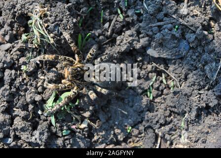 Lycosa (Lycosa singoriensis, Wolf Spinnen) auf grauem Grund, Ansicht von oben Stockfoto
