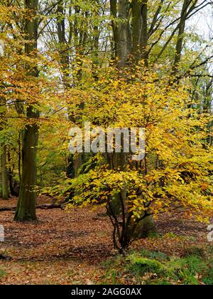 Die Buche (Fagus sylvatica) Bäume mit goldenen Blätter im Herbst in einem gemischten Waldgebiet in der Nähe von Felbrigg in Nord Norfolk, Stockfoto