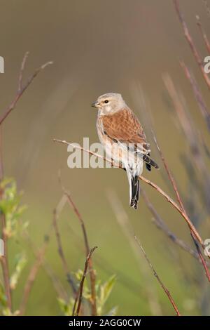 Gemeinsame Hänfling/Bluthänfling (Carduelis cannabina), männlicher Vogel in der Zucht Kleid, in Buches gehockt, Nizza, Rückseite, Frühling, Natur, Europa. Stockfoto