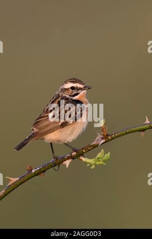 / Braunkehlchen Braunkehlchen (Saxicola rubetra), männlich in der Zucht Kleid, auf einem Zweig, black Ranke, erste Morgenlicht thront, seltene Vogelarten der offenen l Stockfoto