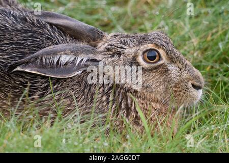 Hase/Feldhase/Europäischen Hase/Feldhase (Lepus europaeus) Liegen/ruhen in der Wiese, entspannt, sehr detaillierte Nahaufnahmen, Wildlife, Europa. Stockfoto