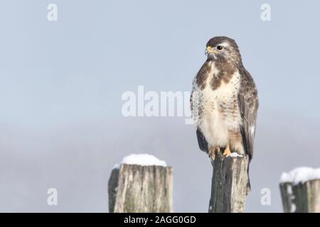 /Maeusebussard Mäusebussard (Buteo buteo) im kalten Winter, auf einem zaunpfosten thront, mit Schnee, Wildlife, Europa abgedeckt. Stockfoto