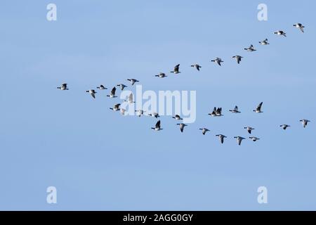 Nonnengans/Nonnengänse (Branta leucopsis), Herde im Flug, in typische Anordnung, Zugvögel, vogel Passage, Wildlife, Europa. Stockfoto