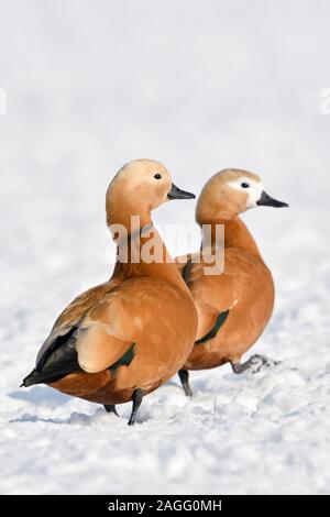 Ruddy Brandgänse/Rostgänse (Tadorne casarca), Paar, Paar im Winter, die Überwinterung auf schneebedeckten Ackerland, schüchtern, Fuß, invasive Spezies i Stockfoto