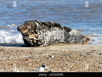 Atlantic Kegelrobbe (Halichoerus grypus antlanticus Stier) auf Sorrento Beach, Norfolk. Stockfoto