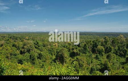 Dichten Wald mit üppigen Laub in Koh Kong Provinz in Kambodscha. Stockfoto