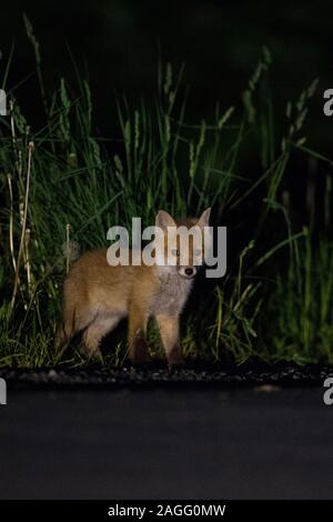 Red Fox/Rotfuchs (Vulpes vulpes) steht neben einer Straße, in der Nacht, junge Tier, Cub, Wildlife, Europa. Stockfoto