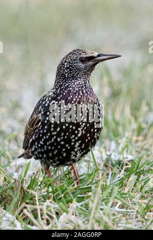 Common Starling/Star (Sturnus vulgaris) im Winter, das Sitzen/Stehen auf einer Wiese, Gras, um aufmerksam zu beobachten, Wildlife, Europa. Stockfoto