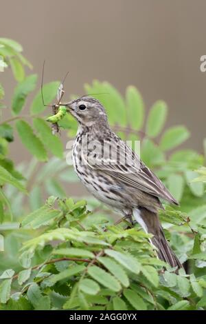 Wiesenpieper / Wiesenpieper (Anthus pratensis) in einem Busch gehockt, holding Beute in seinem Schnabel zu füttern Küken, Wildlife, Europa. Stockfoto