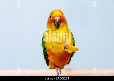 Der Papagei ist hell gelb gefärbte sitzt im Käfig Stockfoto