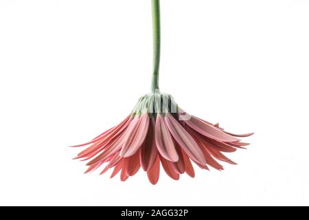 Isolierte african daisy flower auf Weiß Stockfoto