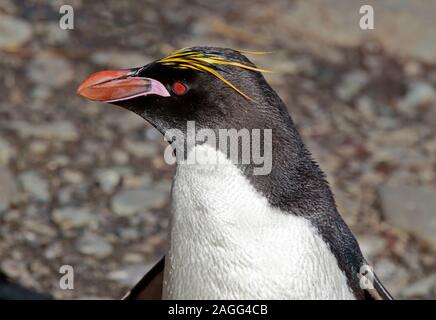 Makkaroni Penguin (Eudyptes Chrysolophus), Cooper Bay, Süd-Georgien Stockfoto