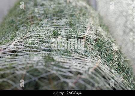 Nahaufnahme einer gepackten grüne Nordmanntanne außerhalb des Hauses auf dem Balkon liegt und wartet auf seinen Einsatz als Weihnachtsbaum Stockfoto