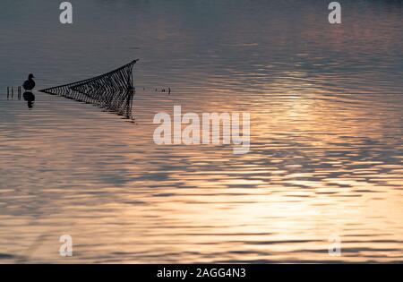 Rangsdorf, Deutschland. 16 Dez, 2019. Eine Ente sitzt auf einem Gitter in das Wasser des Rangsdorfer See. Die 244 Hektar große See ist nur 1,5 Meter tief in den Plätzen und ein beliebter Rastplatz für viele Vogelarten. Credit: Soeren Stache/dpa-Zentralbild/ZB/dpa/Alamy leben Nachrichten Stockfoto