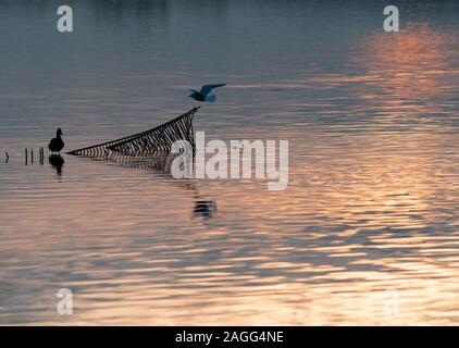 Rangsdorf, Deutschland. 16 Dez, 2019. Eine Ente sitzt auf einem Gitter in das Wasser des Rangsdorfer See. Die 244 Hektar große See ist nur 1,5 Meter tief in den Plätzen und ein beliebter Rastplatz für viele Vogelarten. Credit: Soeren Stache/dpa-Zentralbild/ZB/dpa/Alamy leben Nachrichten Stockfoto