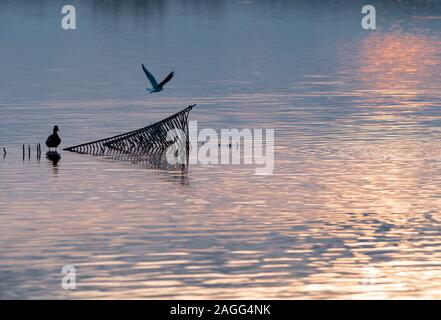 Rangsdorf, Deutschland. 16 Dez, 2019. Eine Ente sitzt auf einem Gitter in das Wasser des Rangsdorfer See. Die 244 Hektar große See ist nur 1,5 Meter tief in den Plätzen und ein beliebter Rastplatz für viele Vogelarten. Credit: Soeren Stache/dpa-Zentralbild/ZB/dpa/Alamy leben Nachrichten Stockfoto