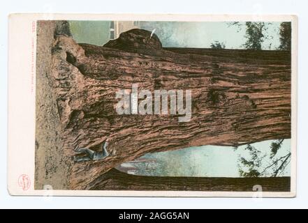 Postkarte Serie Artikelnummer: 10535 Erster Auftritt von "Phostint" Markennamen.; Jumbo, Big Tree Grove, Santa Cruz, Calif. Stockfoto