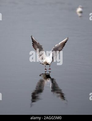 Rangsdorf, Deutschland. 16 Dez, 2019. Eine Möwe landet auf dem Wasser der Rangsdorfer See. Die 244 Hektar große See ist nur 1,5 Meter tief in den Plätzen und ein beliebter Rastplatz für viele Vogelarten. Credit: Soeren Stache/dpa-Zentralbild/ZB/dpa/Alamy leben Nachrichten Stockfoto