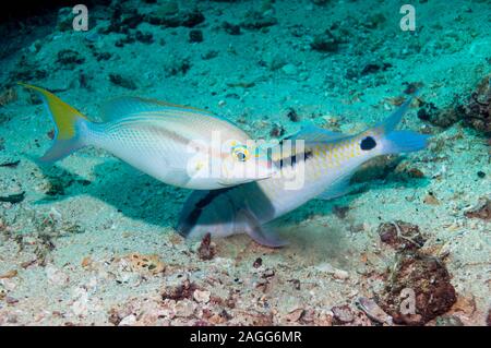 Rainbow monocle bream oder kahle Stelle monocle Bream [Scolopsis temporalis] schwebend über ein Dash-und-dot Meerbarben [Parapeneus barberinus]. West Papua, In Stockfoto