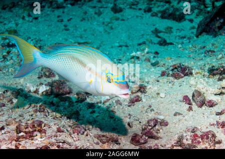 Rainbow monocle bream oder kahle Stelle monocle Bream [Scolopsis temporalis]. West Papua, Indonesien. Stockfoto