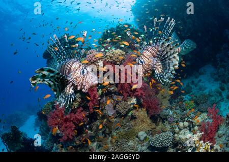 Rotes Meer Rotfeuerfisch oder Turkeyfish über Korallen Riff mit Weichkorallen. Stockfoto