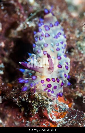 Nacktschnecken - Janolus sp. Lembeh Strait, Nord Sulawesi, Indonesien. Stockfoto