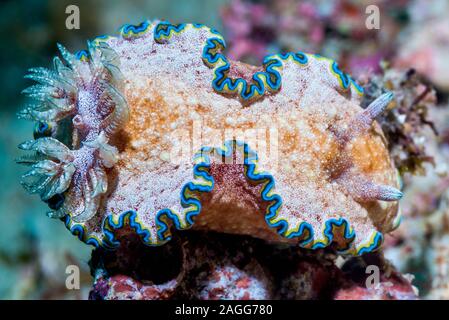 Nacktschnecken - Glossodoris acosti. West Papua, Indonesien. Indo-West Pazifik. Stockfoto