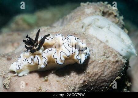 Nacktschnecken - Glossodoris atromarginata mit Eiern. Nord Sulawesi, Indonesien. Stockfoto