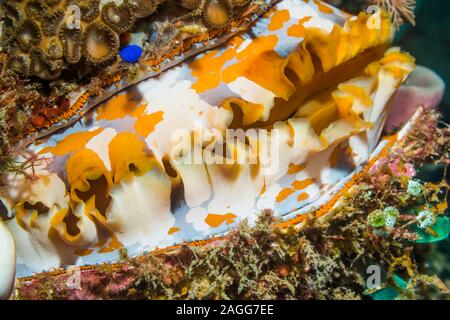 Thorny Oyster [Spondylus varians], Muster der Mantel. Nord Sulawesi, Indonesien. Stockfoto