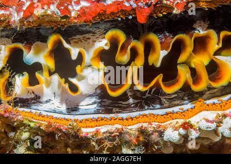 Thorny Oyster [Spondylus varians], Muster der Mantel. Nord Sulawesi, Indonesien. Stockfoto