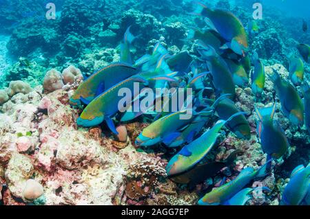 Greenthroat oder Singapur Papageienfisch (Scarus prasiognathus), Anschlußklemme Männer Beweidung auf Algen bedeckt Coral Boulder. Andaman Meer, Stockfoto