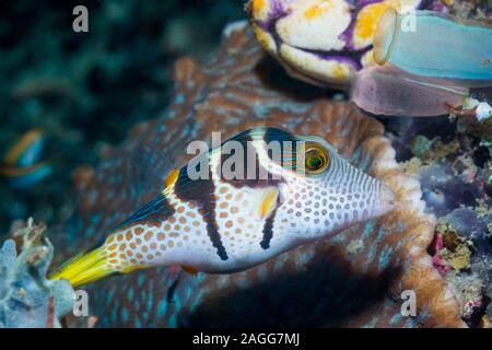 Schwarz - gesattelt Toby oder Valentinstag Kugelfische [Canthigaster Valentini]. Lembeh Strait, Nord Sulawesi, Indonesien. Stockfoto