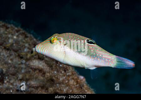 Die bennets Toby, Bennett's sharpnose Puffer [Canthigaster bennetti]. Nord Sulawesi, Indonesien. Stockfoto