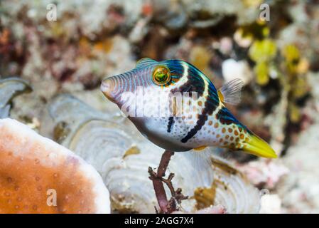 Bladk gesattelt Toby, puffer Valentinstag [Canthigaster Valentini]. West Papua, Indonesien. Indo-West Pazifik. Stockfoto