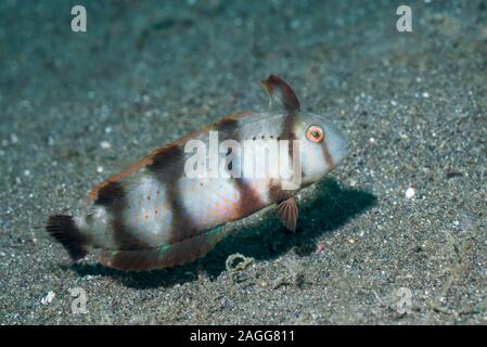 Peacock Razorfish [Iniistius pavo] Jugendlicher. Wenn Sie gestört Sie tauchen in den Sand, sie kann von Wim "lange Strecken durch den Sand pred abzuhalten Stockfoto