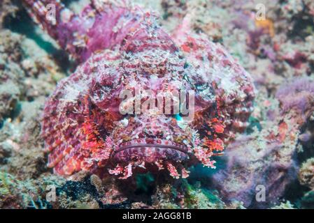 Tasseled Drachenkopf [Scorpaenopsis oxycephala]. Lembeh Strait, Nord Sulawesi, Indonesien. Stockfoto