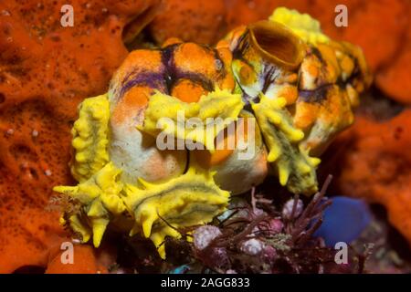 Gelbe Meer Gurke [Colochirus robustus] thront auf einem goldenen Seescheiden Polycarpa aurata []. West Papua, Indonesien. Indo-West Pazifik. Stockfoto