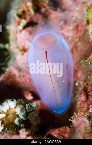 Blau Club tunicate [Rhopalaea crassa]. Nord Sulawesi, Indonesien. Stockfoto