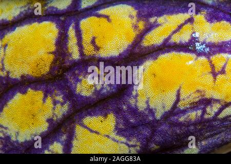 Golden Sea squirt [Polycarpa aurata] Detail. Nord Sulawesi, Indonesien. Stockfoto